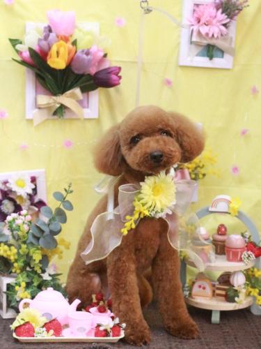 20230316かぐらちゃん